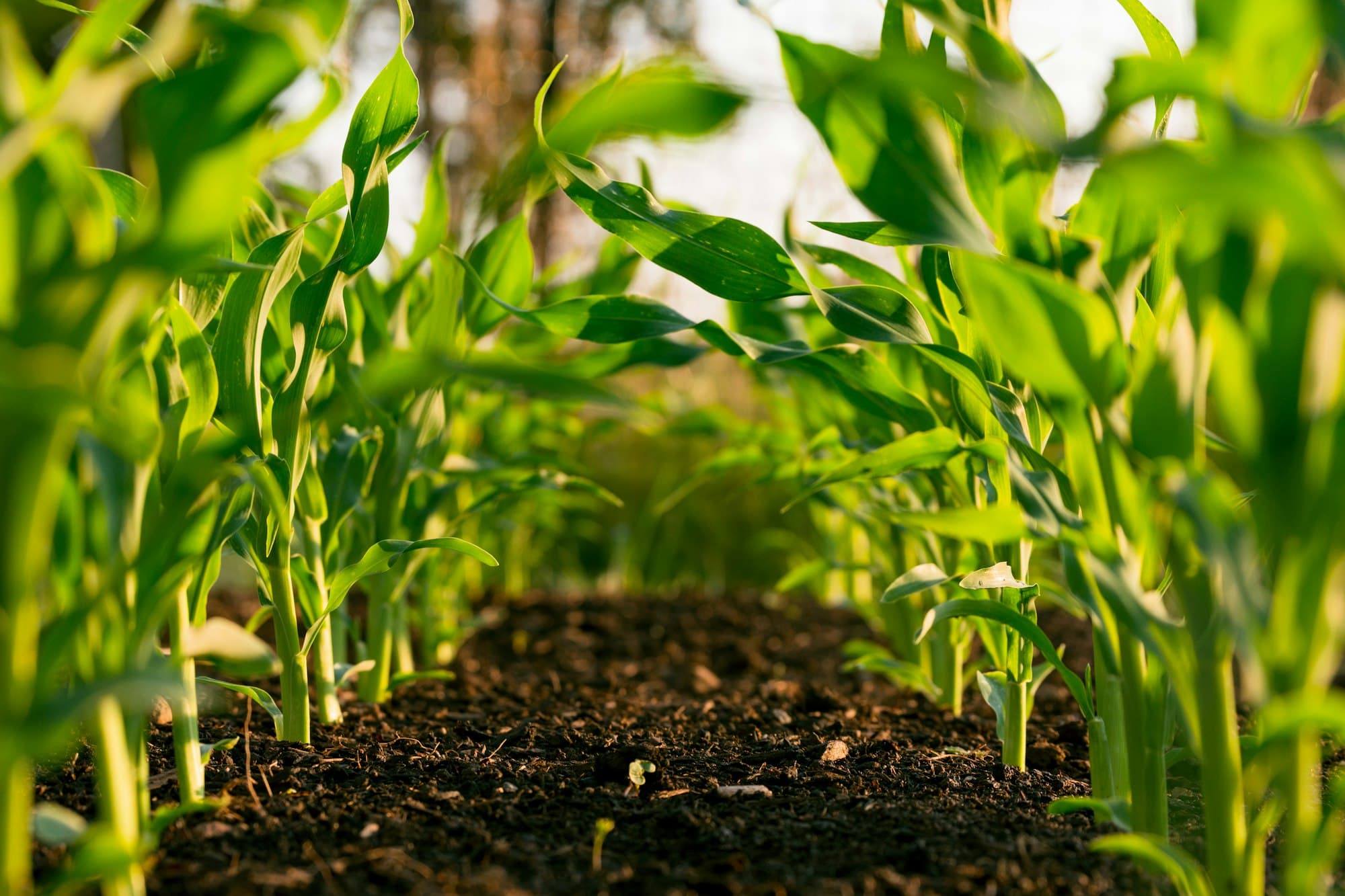 Golden maize crop ready for harvest
